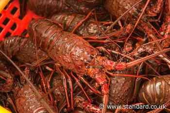 Police investigate after live lobsters are stolen from underwater storage pen