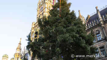 Küstentanne im Voralpenland: Der Christbaum am Marienplatz ist aufgestellt