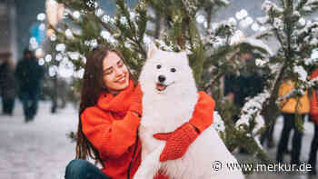 Hier findet dieses Wochenende der Weihnachtsmarkt für Hunde statt