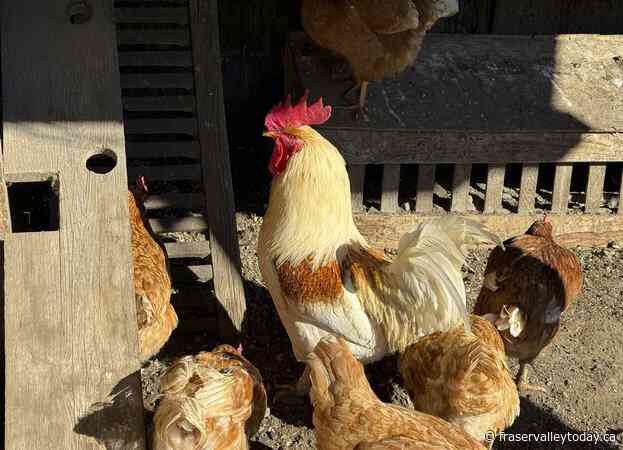 Petting farm in Campbell River, B.C., culls entire bird flock over avian flu outbreak