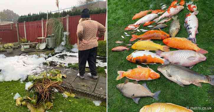 ‘Heartbroken’ gran awakes to find £25,000 fish ‘poisoned by neighbour’