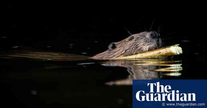 Beavers have made a comeback in Britain, but not everyone is happy