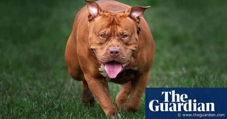 XL bully dog put down after fatal attack on North Yorkshire girl, 10