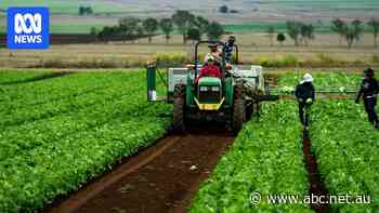 Fast food chains help savvy farmers give supermarket price uncertainty the slip