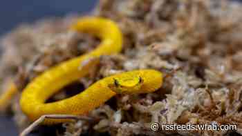 Dallas Zoo welcomes six eyelash pit viper hatchlings