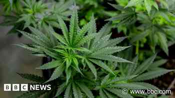 Hundreds of cannabis plants found in house