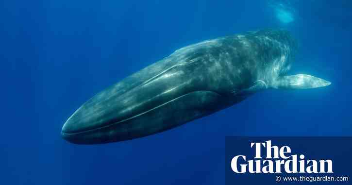 Iceland’s president urged to intervene over licence for Europe’s last whaler