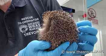 Wildlife rescue charity 'stretched to limit' after record breaking year