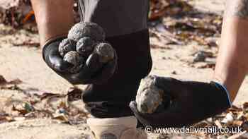 Mystery surrounding 'toxic' black balls washed up on Sydney beaches is finally solved