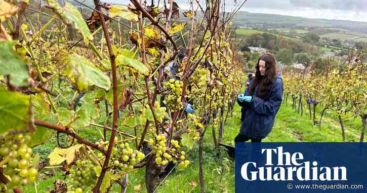 Country diary: Slim pickings at the vineyard – this is what winemakers feared | Sara Hudston