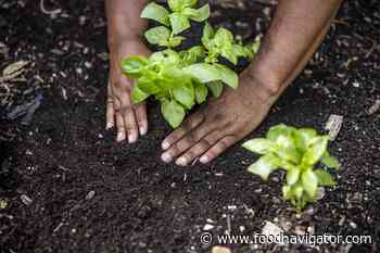 Why biodiversity is vital to food security