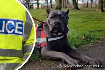 Hunt for man who stabbed and whipped dog in M&S car park