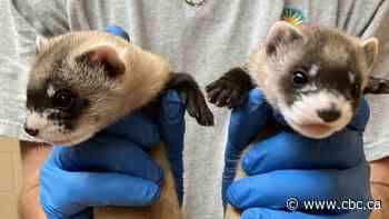 First ferret babies born from a clone bring new hope for their species