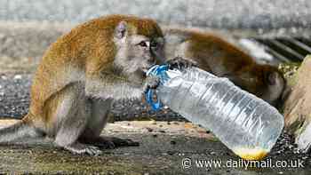 Tiny South Carolina town residents lock down homes after 40 monkeys escape from a bioresearch lab