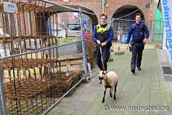 Politie klist onschuldig schaap