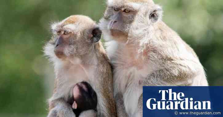 Forty monkeys on the loose in South Carolina after escaping research facility