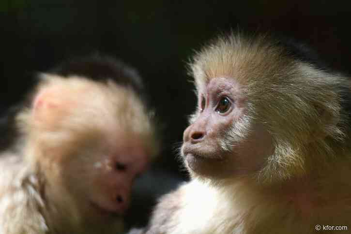 40 primates escape South Carolina research center, police say