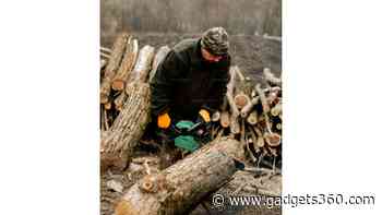 Ancient Log Discovery in Canada Shows How Wood Burial Could Be Key to Affordable Carbon Storage