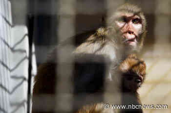 40 monkeys escape research facility, police warn locals to lock their doors