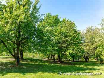 Bowling Green seminar shares how to protect trees from wildlife