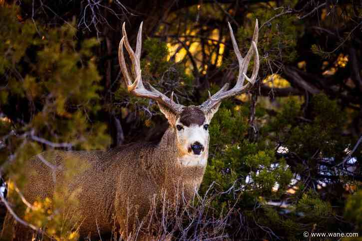 Ohio police remind drivers of deer dangers on the road