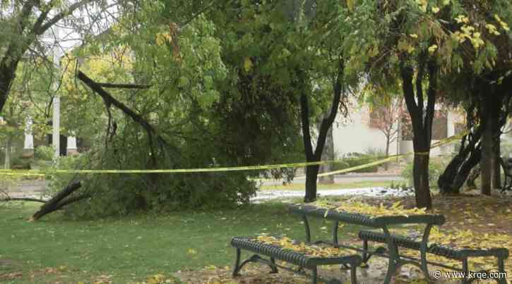 Winter storm causes power outages, downed trees in Albuquerque