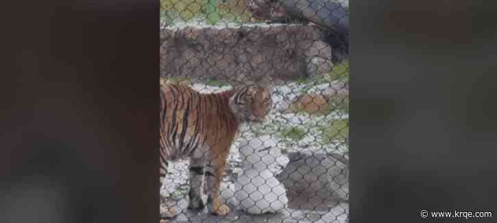 ABQ BioPark Malayan tiger enjoys winter storm