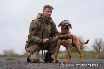 Pictures show military dogs wearing new equipment after £3.1m MoD contract