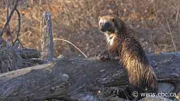 Alberta animal trapping, harvesting limits lifted to get more data: forestry minister