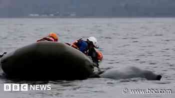 Humpback whale tangled in creel lines set free