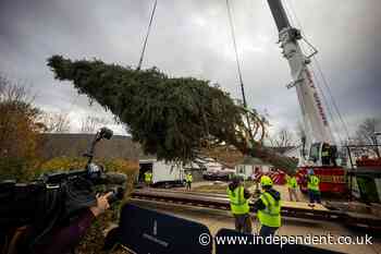 It’s that time...Rockefeller Center tree is cut down and en route to NYC for Christmas season