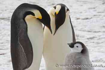 Lost emperor penguin lands in Australian town thousands of miles away from icy Antarctica home