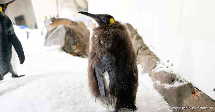 Bald im Frack: Riesen-Pinguin Pesto wird erwachsen