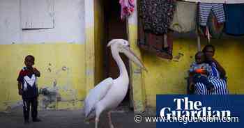 Week in wildlife in pictures: a strolling pelican, a venomous newt and a psychedelic swamphen