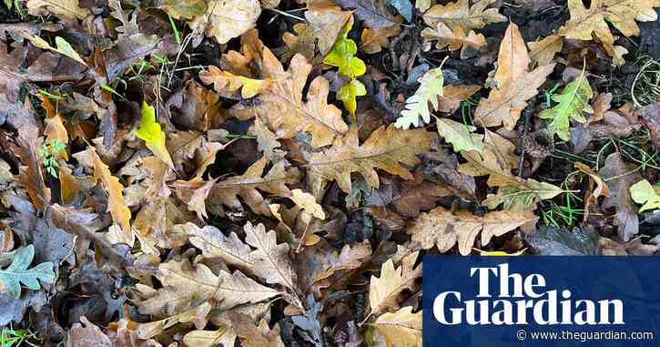 Country Diary: A quiet autumn for acorns so far – but this oak tree is being productive | Mary Montague