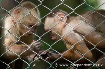 Forty lab monkeys escape from research facility and lead to public warning: ‘Don’t take these things home’