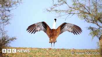 Indian experts hail breakthrough in bid to save huge native bird