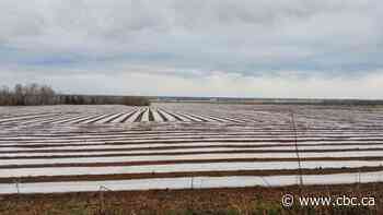 Plastic mulch extends Quebec's growing season. Some residents worry it's polluting the region