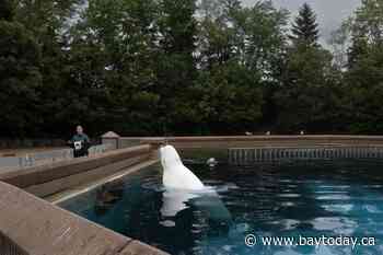 Another beluga whale dies at Marineland, Ontario says water quality is 'acceptable'