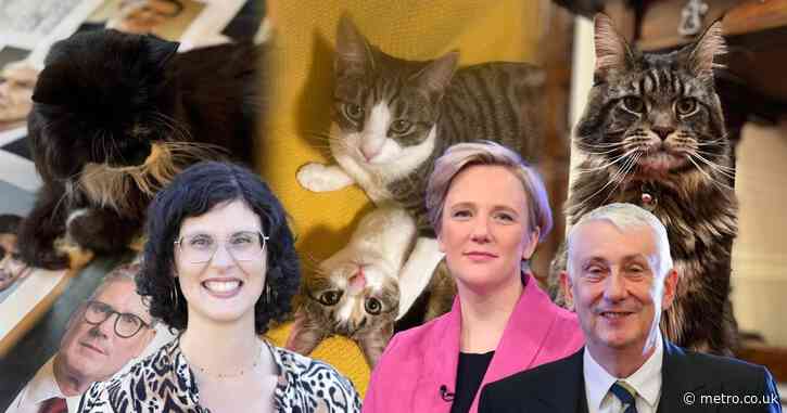 Parliamentary pets go head to head in clash of the cats – and the claws are out