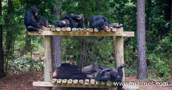 Last N.I.H. Chimps to Move Out of New Mexico Facility