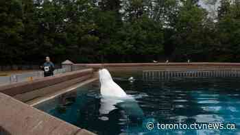 Another beluga whale dies at Marineland, Ontario says water quality is 'acceptable'