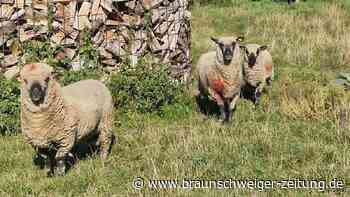 Fragen zum Wolf: „Wird erst gehandelt, wenn ein Kind stirbt?“