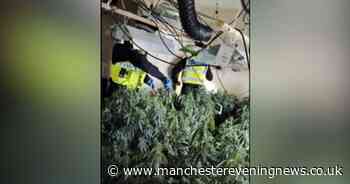 Hundreds of cannabis plants seized in raids across Greater Manchester