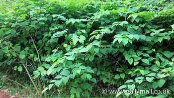 How one homeowner's decision to plant japanese knotweed in their garden caused the creeping menace to spread through neighbouring counties to form one of Britain's biggest hot spots