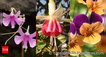 10 winter flowers that you can grow in India