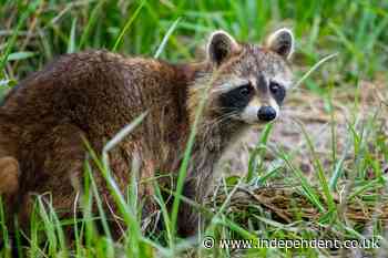 Chaos as raccoon falls from LaGuardia Airport ceiling and runs wild in terminal