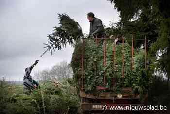 Heers roept op om kerstboom te plaatsen aan elk huis