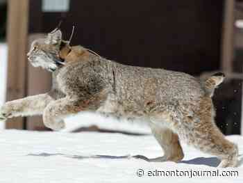 Alberta forestry minister says wolverine, lynx trapping limits lifted to gather data