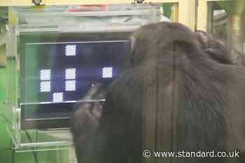 Chimps perform better at complex tasks when an audience is watching – study